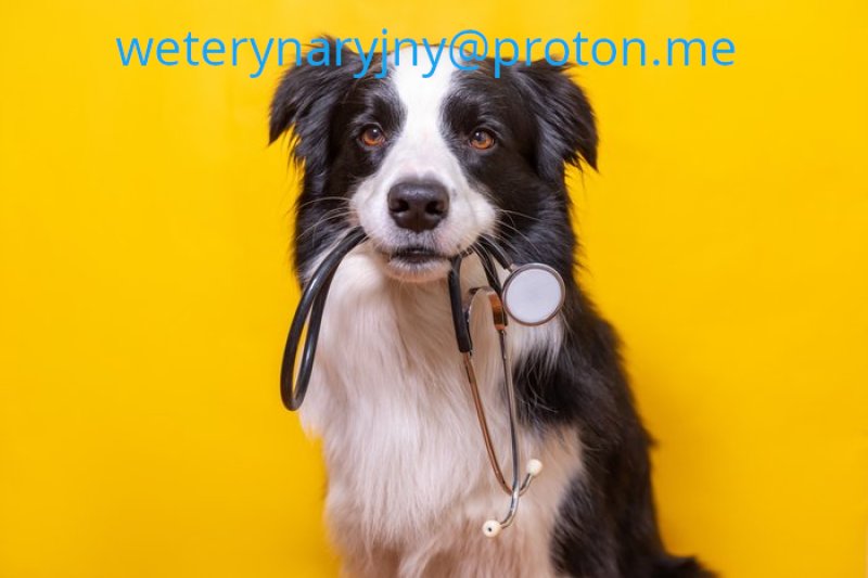 Weterynarium Sklep weterynaryjny online.