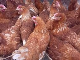 Ukraina.Sprzedam kury nioski 3,5 zl/szt 1,9kg masa ciala