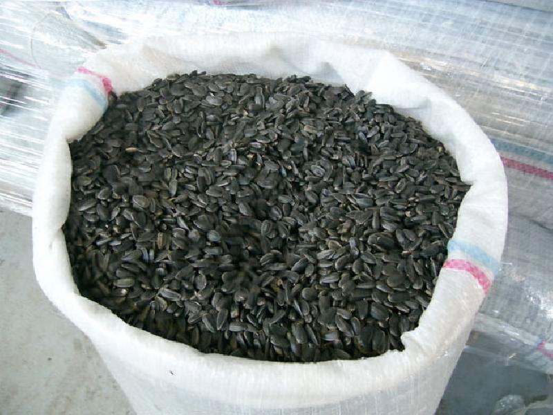 Slonecznik 1,5 zl/kg konfekcyjny od producenta. Soczewica zielona - 01