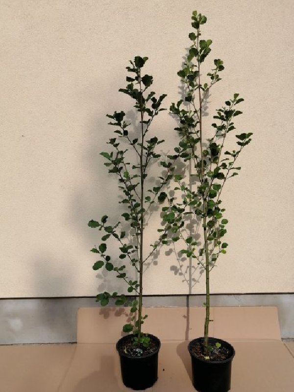 Olsza czarna 100 do 150cm w doniczkach