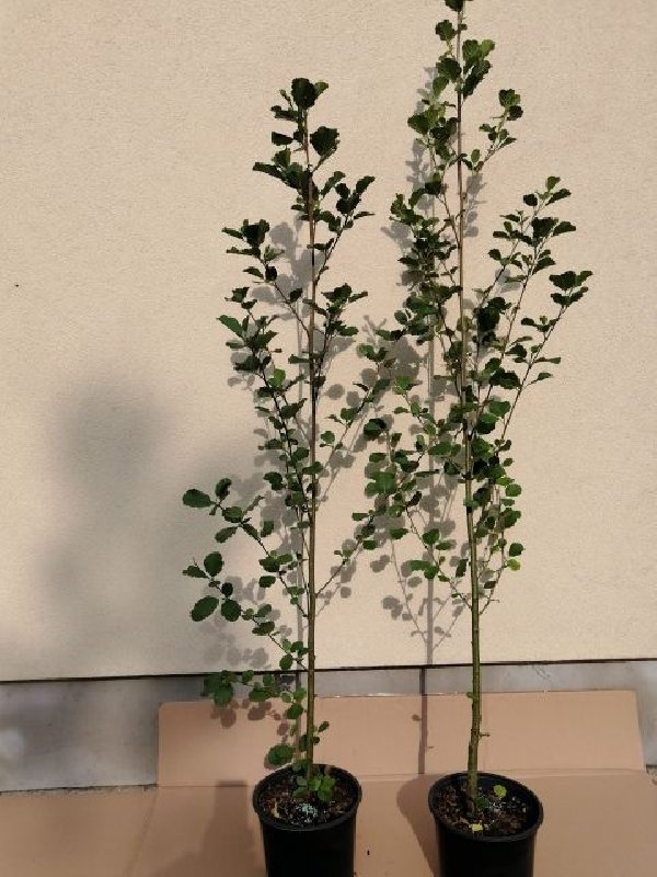 Olsza czarna 100 do 150cm w doniczkach - 01