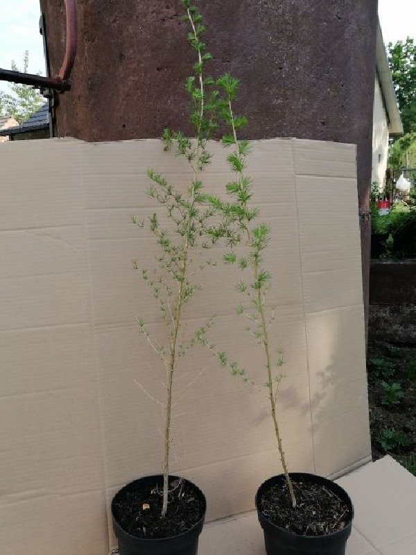 Modrzew 60 cm w doniczce