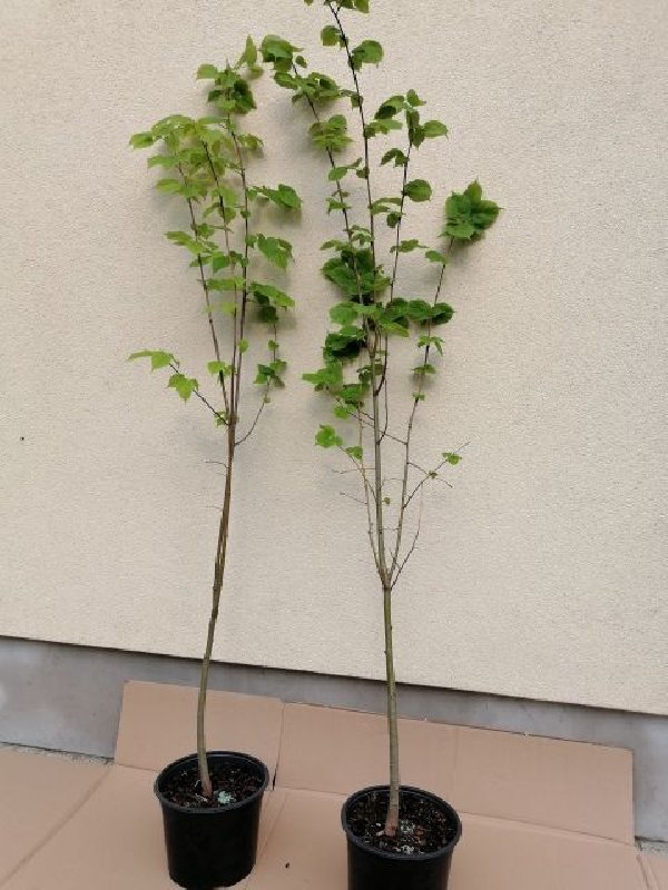 Lipa drobnolistna 100 do 150 cm w doniczce