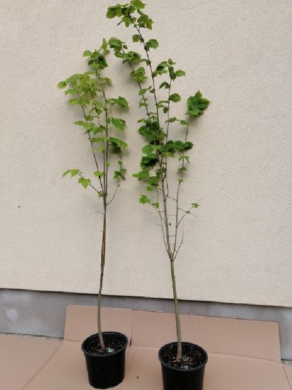 Lipa drobnolistna 100 do 150 cm w doniczce - 01