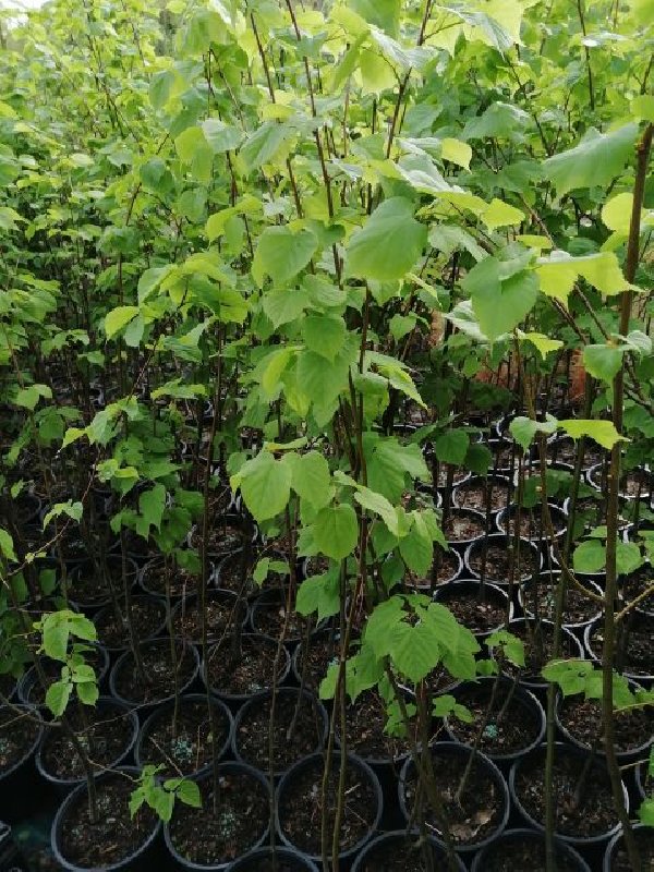 Lipa drobnolistna 100 do 150 cm w doniczce - 02