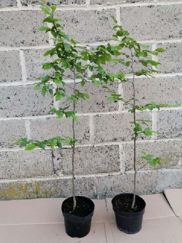 Grab duży 100cm w doniczce