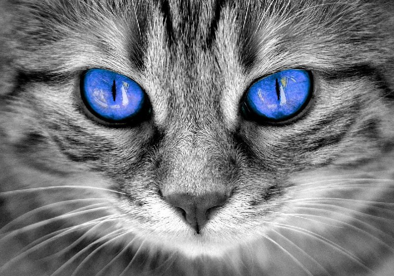 Bezpłatna adopcja kotów z azylu!