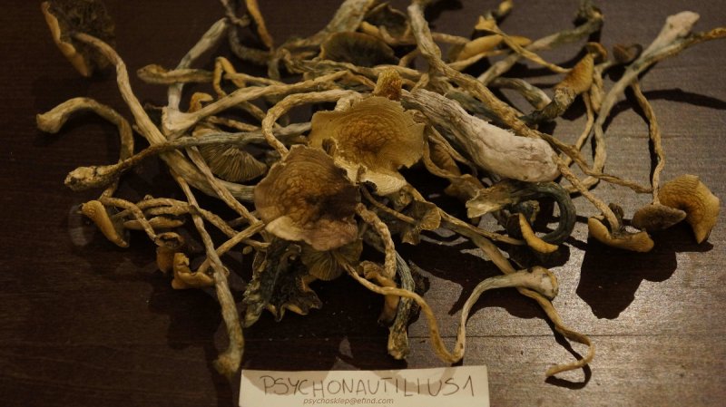 Grzyby Psylocibe Cubensis Mazatapec Psychonautilius1