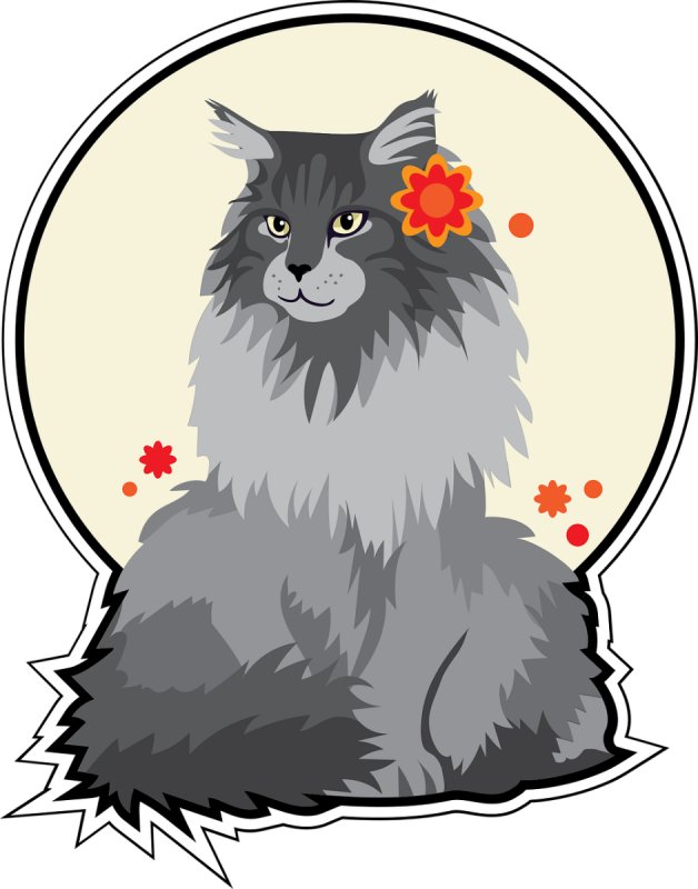 Koty z azylu do bezpłatnej adopcji! - 01 Koty z azylu do bezpłatnej adopcji! - 01